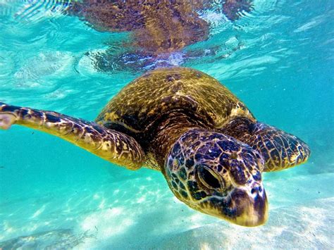 Hawaiis Incredible Wildlife In 10 Photos