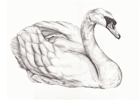 Drawings Of Swans Drawing Baby Swan Swan Drawing Cool Pencil