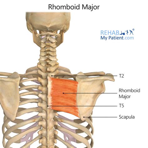 rhomboid major rehab my patient