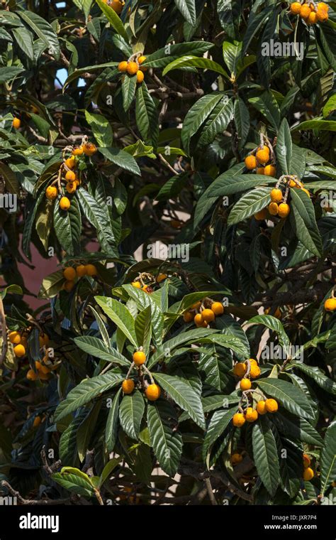 Loquat Eriobotrya Japonica Fruits Rosaceae Stock Photo Alamy
