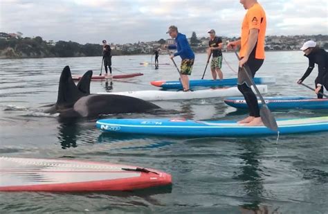 Several Standup Paddlers Enjoyed An Amazingly Close Orca Encounter This