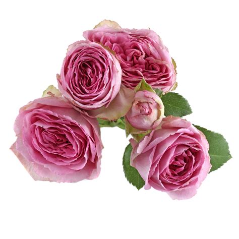 Spray Roses Qualirosa