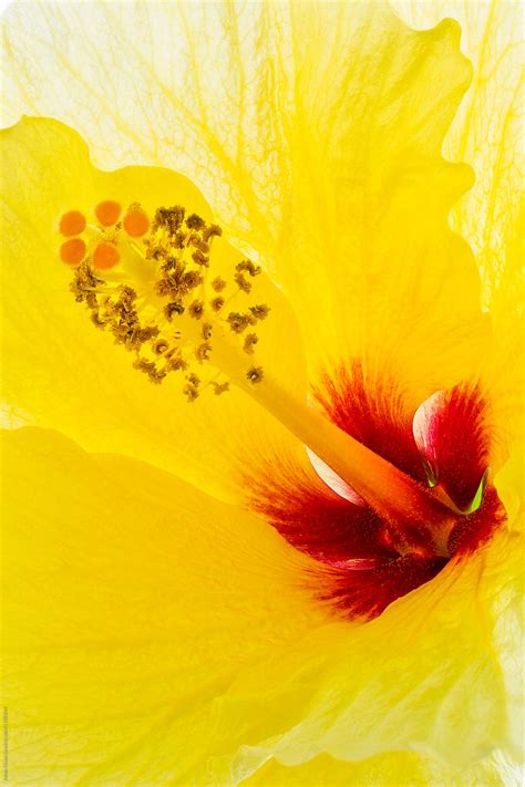Yellow Hibiscus By Stocksy Contributor Adam Nixon Stocksy