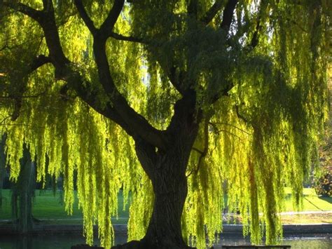 Weeping Willow Canopy Weeping Willow Willow Tree Weeping Trees