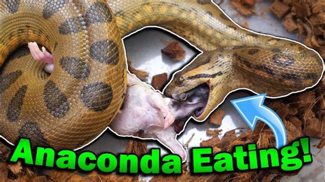 Feeding Our Anaconda And Black Headed Python Youtube