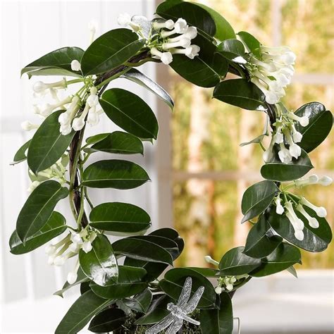 Fragrant Stephanotis Floribunda Madagascar Jasmine In White Pot