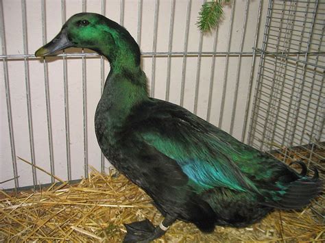 Cayuga Duck Information ~ Pets Planet