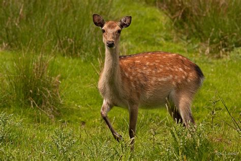 The Sika Deer On Emaze
