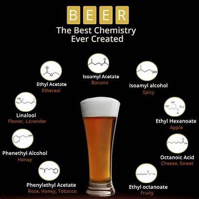Beer Chemistry Amazing Created Ever Transtutors Components