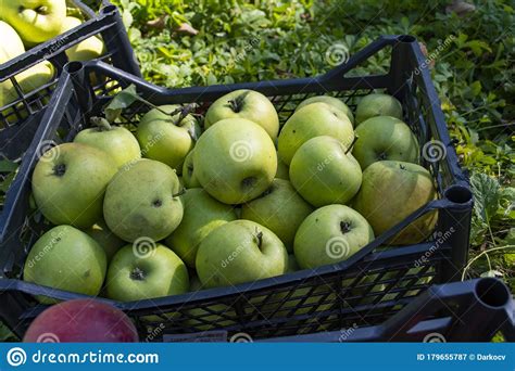 Autumn Harvest Of Healthy Organic Growing Natural Green And Red Apples