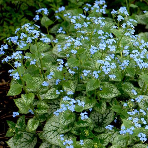 Perennial Plant Pick For 2012 Jack Frost Brunnera ⋆ North Coast Gardening