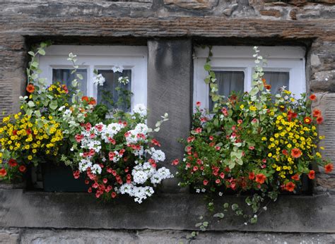 The Best Fall Flowers For Window Boxes Crafting Her Blooms