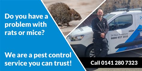 Pest Control Glasgow Bird Control Pest Solutions