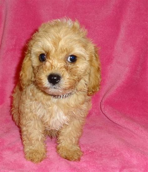 Find out more about the breed from. Cockapoo Puppies For Sale | Albuquerque, NM | Cockapoo puppies for sale, Cockapoo puppies