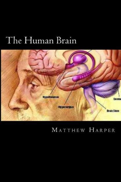 The Human Brain A Fascinating Book Containing Human Brain Facts
