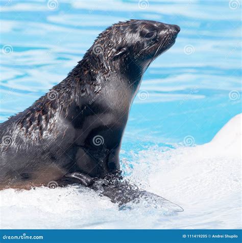 Fur Seal On A White Dolphin In The Pool Stock Image Image Of Seal