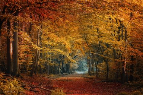 2200x1466 Path Forest Nature Fall Foliage Wallpaper