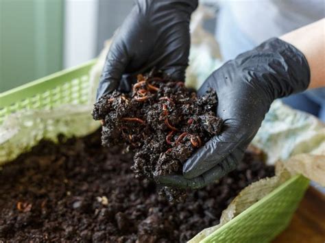 Indoor Worm Farming For Beginners