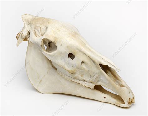 Horse Skull Stock Image C0402061 Science Photo Library