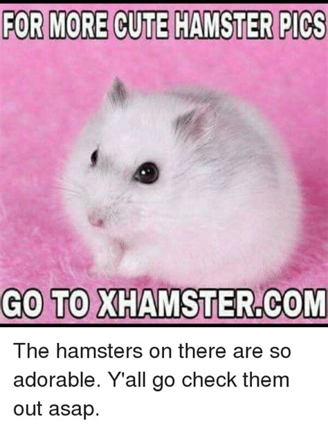 For More Cute Hamster Pics Go To Xhamstercom The Hamsters On There Are So Adorable Yall Go