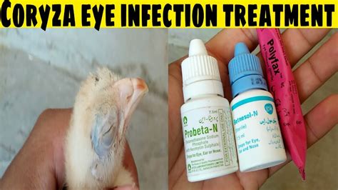 Coryza Eye Infection Treatment In Chicks And Hen Choozo Me Eye