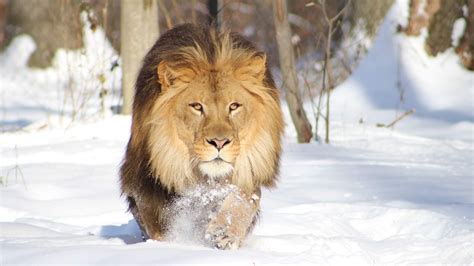 Download picpick for windows to capture and edit your images with various tools. Wildlife Lion Pic Download | HD Wallpapers