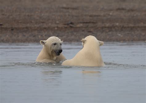 Most Memorable Moments Kaktoviks Polar Bears Wickershams Conscience
