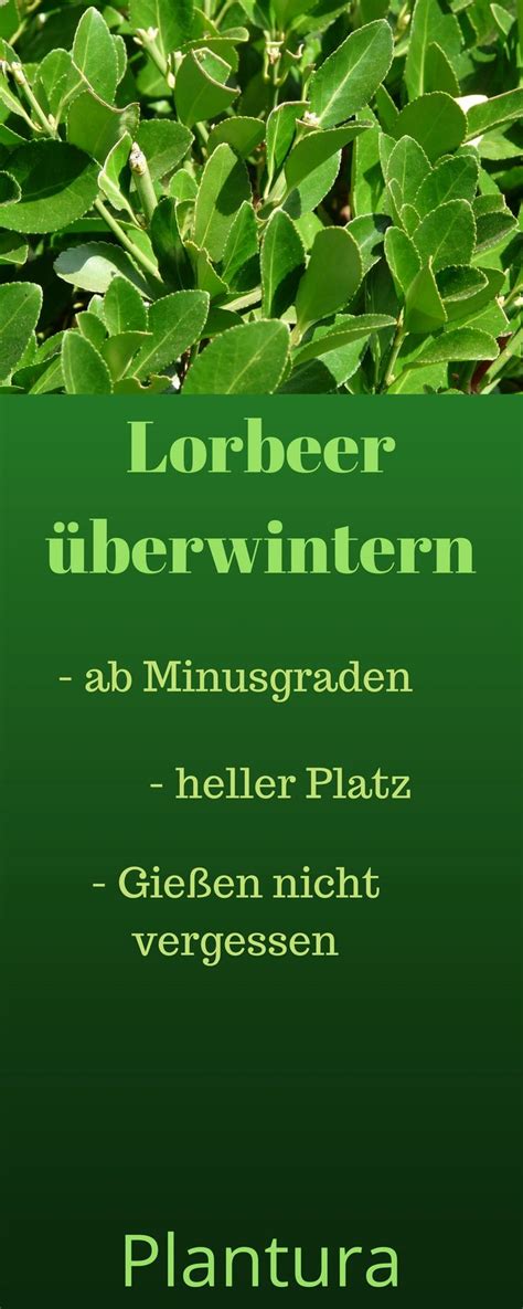 Der prunus laurocerasus gilt als eine pflegeleichte heckenpflanze. Lorbeer überwintern, pflegen und im Garten oder auf dem ...
