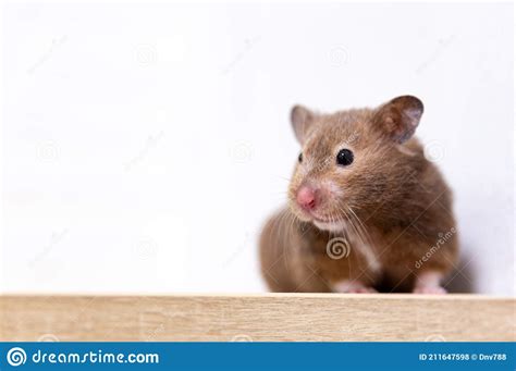 Close Up Portrait Of A Cute Curious Syrian Hamster Looking At The