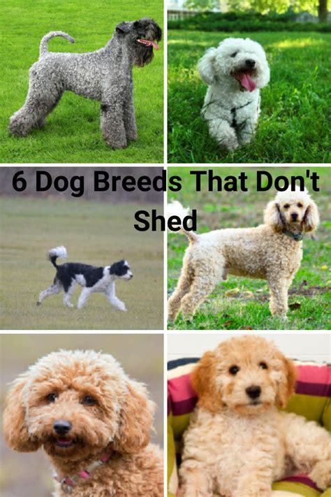 Hypoallergenic Dog Breeds Great For Families With Kids In 2022 Dog