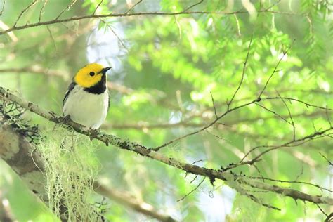 Old Growth Forests May Protect Some Bird Species In A Warming Climate