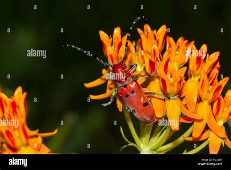 A Red Milkweed Beetle Tetraopes Tetrophthalmus On Butterfly Weed
