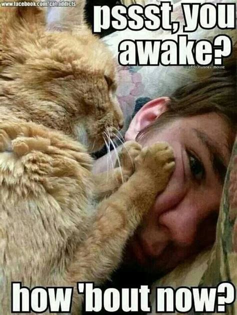 15 Cats Who Are Waking You Up For An Important Task Memes I Can
