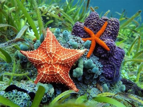 ¿qué Comen Las Estrellas De Mar Mis Animales