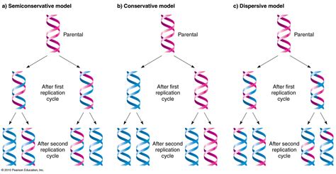 Dna Replication Dna And The Life