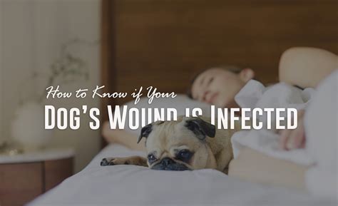 How To Know If Your Dogs Wound Is Infected Fauna Care