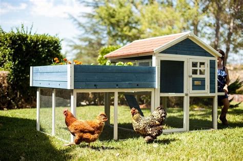 This poultry hutch provides a safe. Advantek "The Roof Top Garden" Chicken Coop 21939BE ...