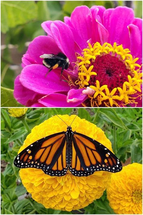 Butterflies probe for nectar, their flight fuel, and typically favor the flat, clustered flowers that provide a landing pad and abundant rewards. Top 23 Plants for Pollinators: Attract Bees, Butterflies ...