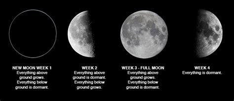 Get 41 Moon Phases In Order Starting With Full Moon