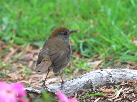 Ruddy Capped Nightingale Thrush Savegre Mountain Reserve S Flickr