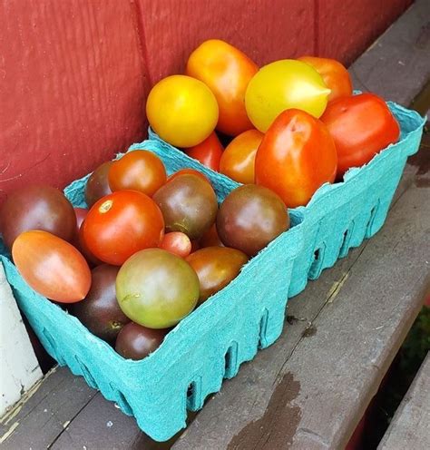 The Most Delicious Ways To Enjoy Summer Tomatoes Sickles