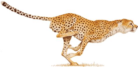 Cheetah Transparent Transparent Hq Png Download Freepngimg