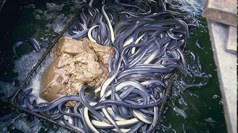 How The Eels Farm Raised Thousands Tonnes Of Eels Every Year Eels
