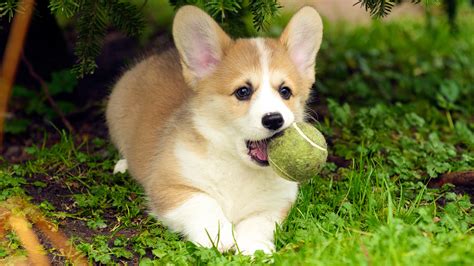 Free wallpapers 1080x1080 animals, dogs for background and screensaver. Corgi Dog Wallpaper (71+ images)