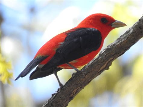 Songbird Migration Nomadic Naturalists