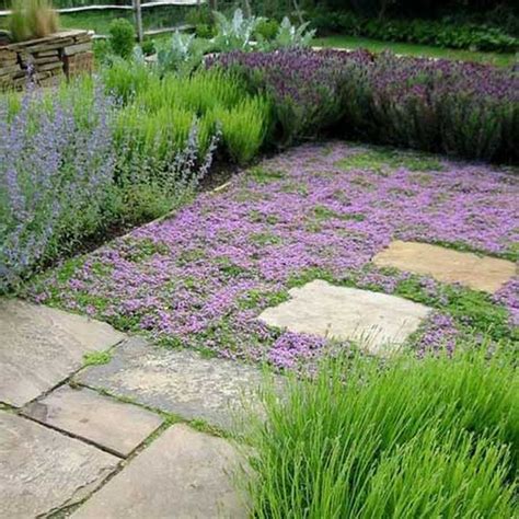 Alternatives To Grass What Can I Have Instead Of A Lawn Design For Me