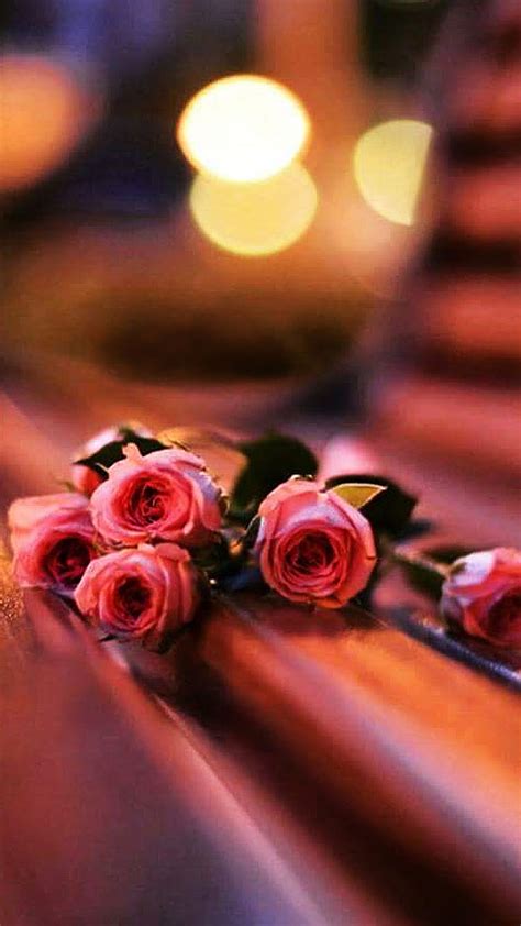 Roses On Bench Flower Light Love Pink Rose Hd Phone Wallpaper