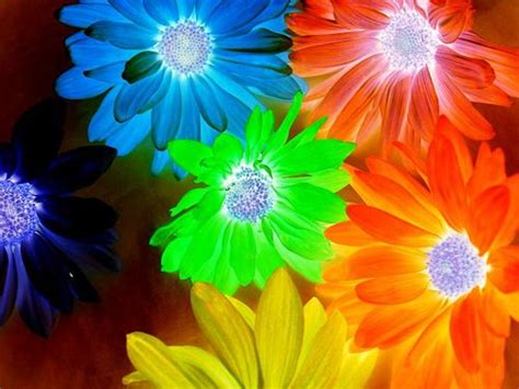 Neon Flowers Neon Flowers Flower Pictures Bright Flowers