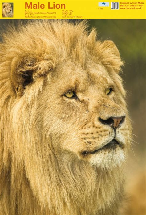 Posters Uk Lion Posters Wholesale Wall Posters Free Delivery