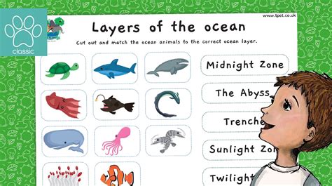 World Oceans Day Ocean Layers Animal Sorting Activity